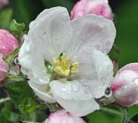 Apple blossoms - blooming apple trees.